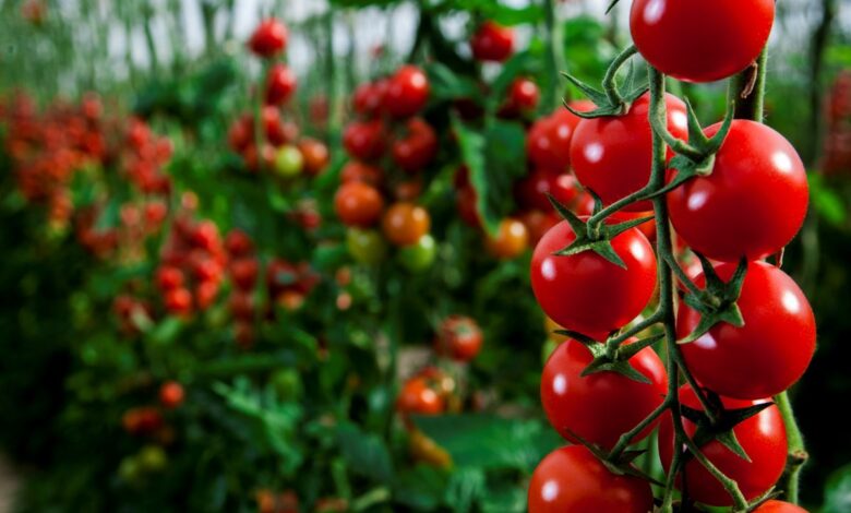 Como plantar tomate em garrafa pet