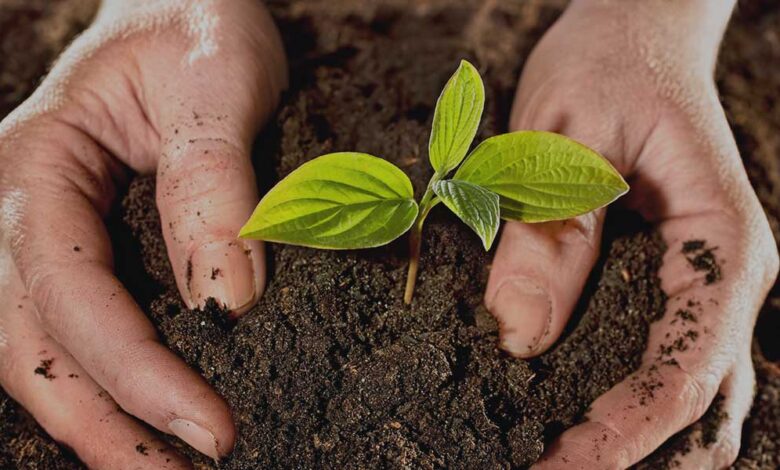 adubo caseiro para plantas