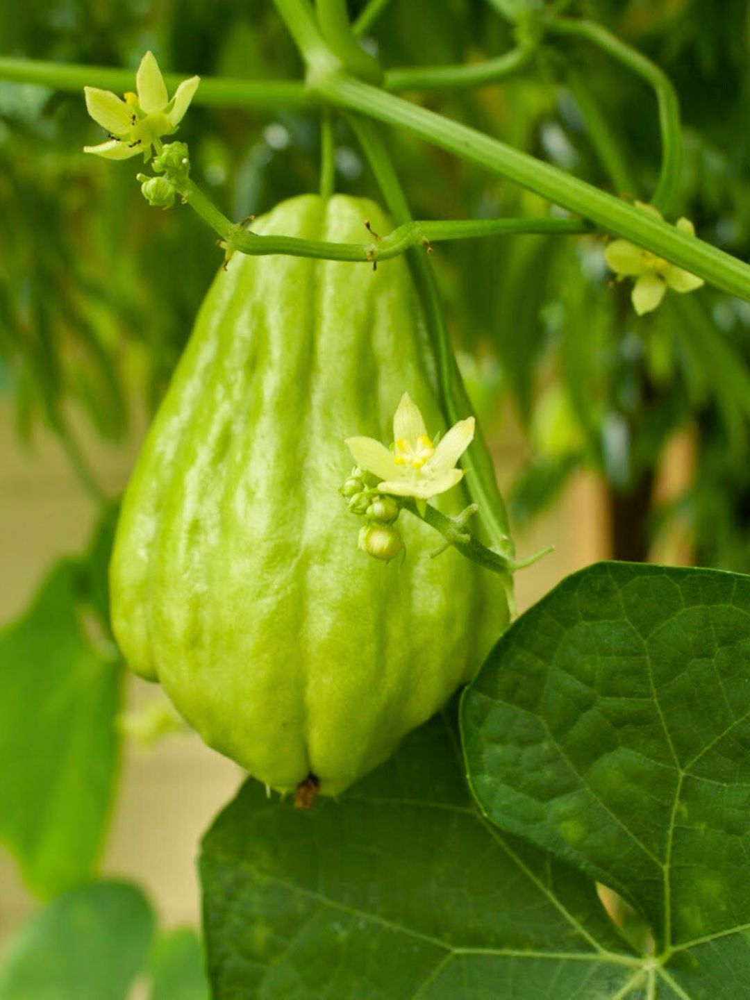 Inclua este Vegetal em sua Refeição e reduza os Níveis de Colesterol, além de eliminar gorduras