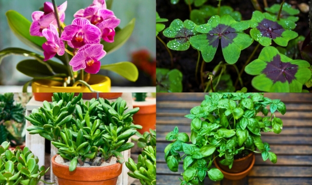 10 Plantas para atrair dinheiro e prosperidade para sua casa